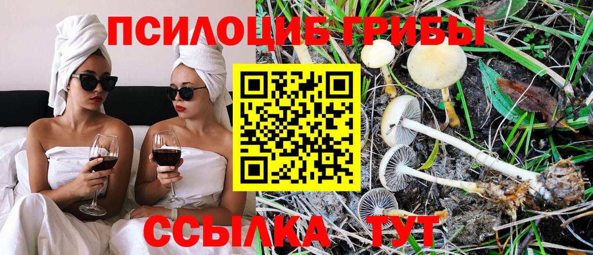 Галлюциногенные грибы Psilocybe  Вход с VPN  цена наркотик  Гулькевичи 